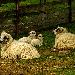 turacana sheep