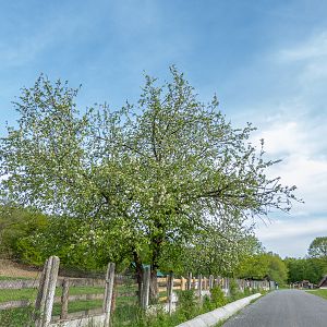 park / enclosure of European bison