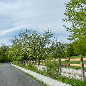park / enclosure of European bison