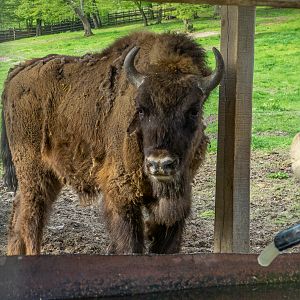 European bison (pl: bison) (Bison bonasus)