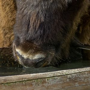 European bison (pl: bison) (Bison bonasus)