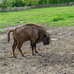 European bison (pl: bison) (Bison bonasus)