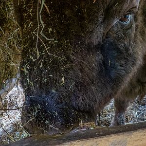 European bison (pl: bison) (Bison bonasus)