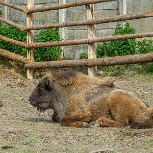 European bison (pl: bison) (Bison bonasus)