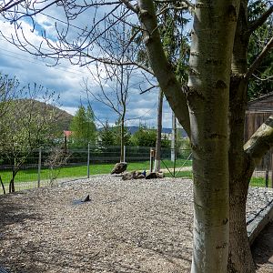 enclosure of peafowl