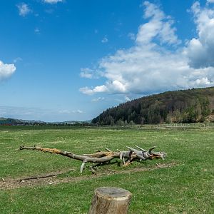 enclosure of european bison