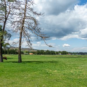enclosure of european bison