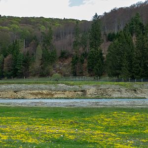 enclosure of european bison