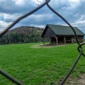 enclosure of maral, roe deer and european bison
