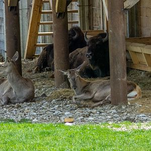 Caspian red deer (Cervus elaphus maral)