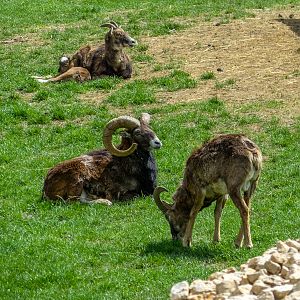 mouflon (Ovis gmelini)