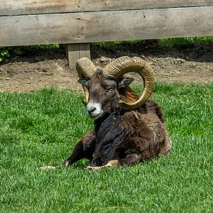 mouflon (Ovis gmelini)