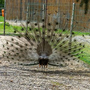 Indian peafowl (Pavo cristatus)