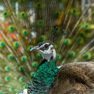 Indian peafowl (Pavo cristatus)