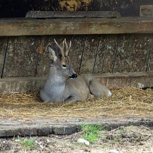 roe deer (Capreolus capreolus)