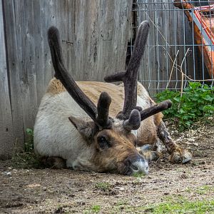 reindeer (Rangifer tarandus)