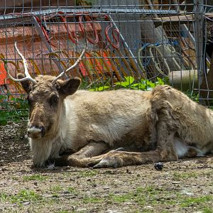 reindeer (Rangifer tarandus)