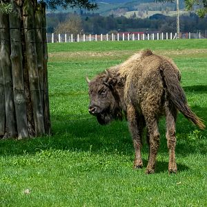 European bison (Bison bonasus)