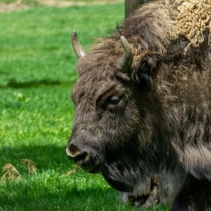 European bison (Bison bonasus)