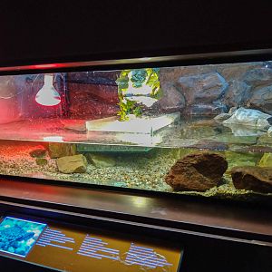 enclosure of Chinese stripe-necked turtle