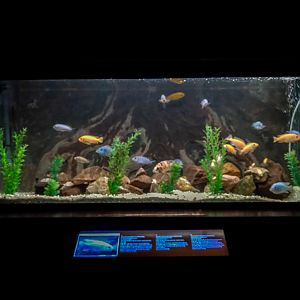 enclosure of cichlids