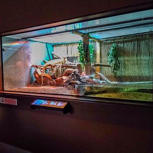 enclosure of green iguana