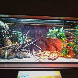 enclosure of veiled chameleon