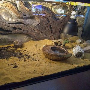 enclosure of  kingsnake