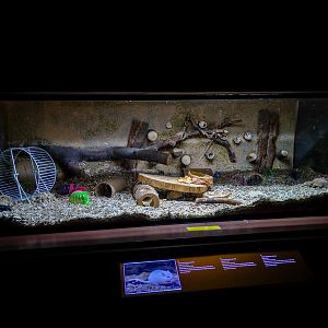 enclosure of mongolian gerbil