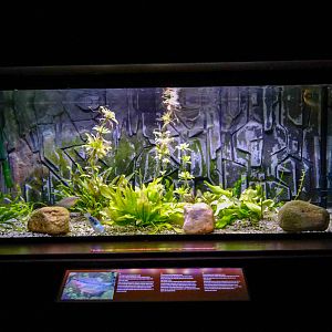 tank of pearl gourami