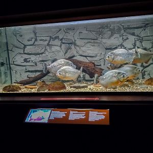 tank of black spot piranha