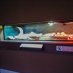 tank of leopard tortoise