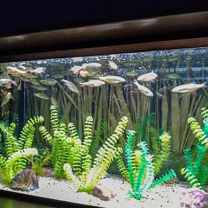 tank of Pardul Petea rudd