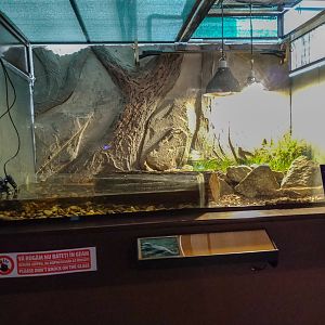 tank of savannah monitor