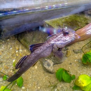 Atlantic mudskipper (Periophthalmus barbarus)