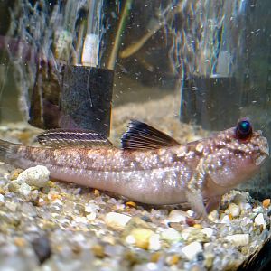Atlantic mudskipper (Periophthalmus barbarus)