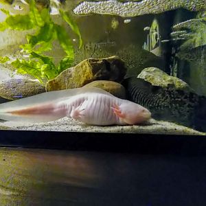 axolotl (Ambystoma mexicanum)