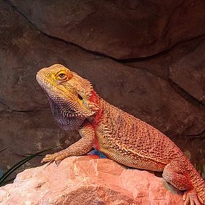 central bearded dragon (Pogona vitticeps)