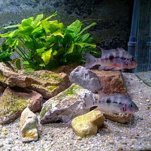 firemouth cichlid (Thorichthys meeki)