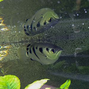 common archerfish (Toxotes chatareus)