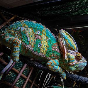 veiled chameleon (Chamaeleo calyptratus)