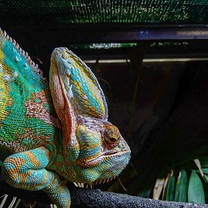 veiled chameleon (Chamaeleo calyptratus)