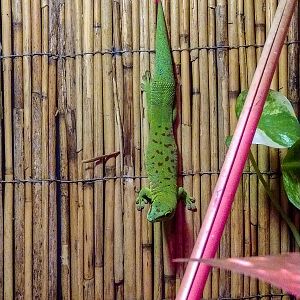 Madagascar day gecko (Phelsuma madagascariensis)