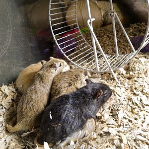 Mongolian gerbil (Meriones unguiculatus)