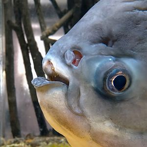Black spot piranha (Pygocentrus cariba)