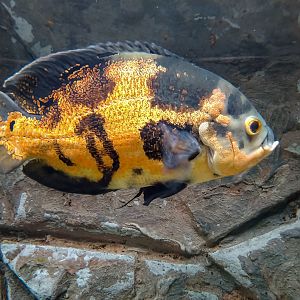 oscar (Astronotus ocellatus)
