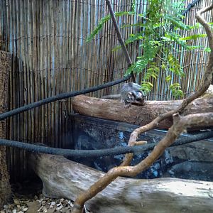 sugar glider (Petaurus breviceps)