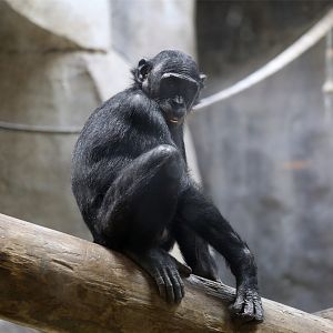 Bonobo (Pan paniscus)