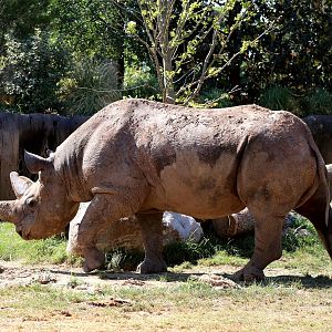 Black Rhinoceros