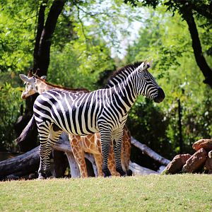 Plains Zebra